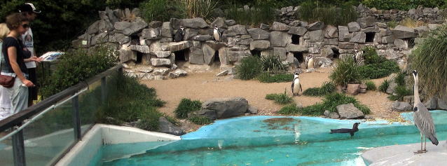ケルン動物園のフンボルトペンギン