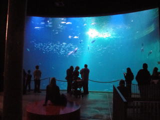 オツェアネウム水族館